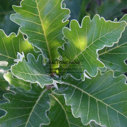 Gros plan sur le feuillage vert du QUERCUS dentata 'Carl Ferris Miller' bordé d'un duvet blanc Gros plan sur le feuillage vert du QUERCUS dentata 'Carl Ferris Miller' bordé d'un duvet blanc