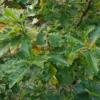 Feuillage du QUERCUS dentata ‘Carl Ferris Miller’ fin octobre débutant la coloration d'automne Feuillage du QUERCUS dentata ‘Carl Ferris Miller’ fin octobre débutant la coloration d'automne