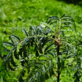 Wunderschönes, dunkelgrĂŒnes und stark eingeschnittenes Laub des SORBUS aucuparia 'Chinese Lace'