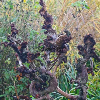 Holz von AESCULUS hippocastanum ‘Monstrosa’ nach dem Laubfall mit den Fasziationen auf den Ästen