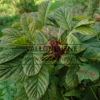 Bourgeon de l'AESCULUS hippocastanum 'Monstrosa'