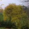 Un ALNUS frangula 'Aspleniifolia' (autrefois RHAMNUS frangula 'Aspleniifolia') débutant sa belle coloration jaune à l'automne dans le Jardin de Vallonchêne Un ALNUS frangula 'Aspleniifolia' (autrefois RHAMNUS frangula 'Aspleniifolia') débutant sa belle coloration jaune à l'automne dans le Jardin de Vallonchêne