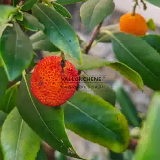 Leuchtend rote, reife Frucht der ARBUTUS unedo