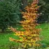 Un FAGUS sylvatica 'Franken' avec ses belles nuances de jaune en automne