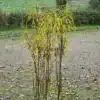 The highly vertical graphic of the FRANGULA alnus 'Fine Line' branches, with its foliage beginning to turn a deep yellow for autumn.