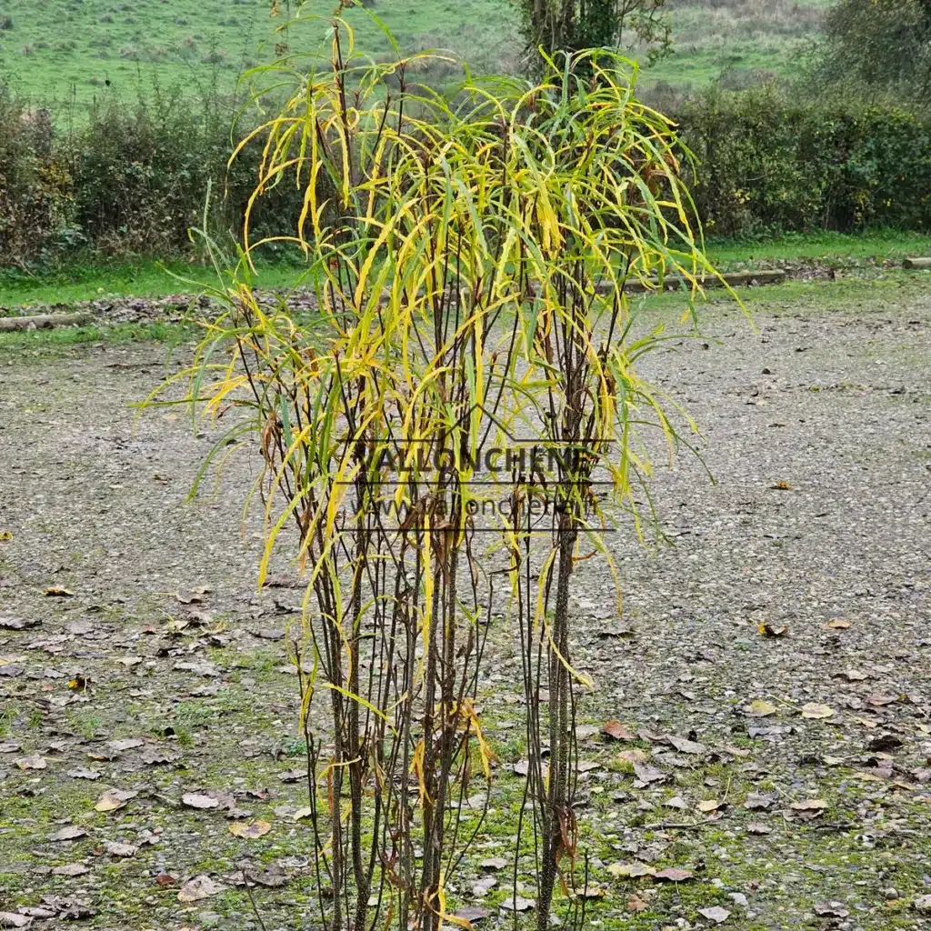 Graphisme trÚs verticale des branches du FRANGULA alnus 'Fine Line' avec son feuillage commençant la coloration automnale d'un jaune intense