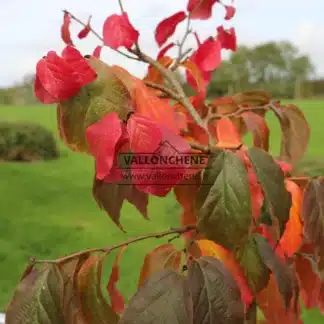 Prächtiges Laub in roten und gelben Tönen des PARROTIA persica