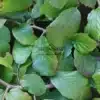Feuillage vert du PARROTIA persica