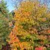 Un PARROTIA persica avec ses couleurs jaunes, oranges et rouges à l'automne dans le Jardin de Vallonchêne