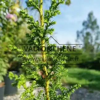 Nahaufnahme des grünen Laubes von PILGERODENDRON uviferum