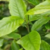 Feuillage vert du PRUNUS zippeliana var. puberifolia