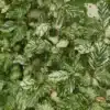 Feuillage vert panaché de blanc du FAGUS sylvatica 'Franken'