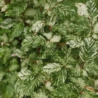 Grün-weiß panaschiertes Laub der FAGUS sylvatica 'Franken'
