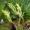 Nahaufnahme des gelben Laubes von CALOCEDRUS decurrens 'Giele's Goldie'