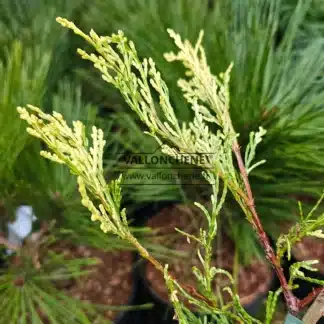 Nahaufnahme des gelben Laubes von CALOCEDRUS decurrens 'Giele's Goldie'