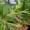 Zweige eines CALOCEDRUS decurrens 'Giele's Goldie'