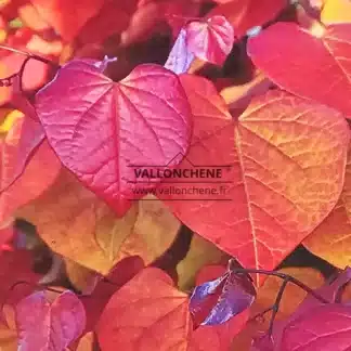 Laub von CERCIS canadensis 'Eternal Flame' mit seinen wunderschönen Rot-, Rosa-, Gelb- und Orangetönen