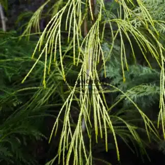 Gelbes Laub von CHAMAECYPARIS lawsoniana 'Filip's Golden Sprinklers'