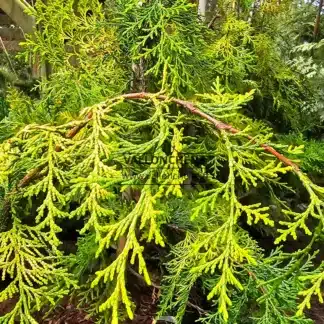 Gelbes Laub von CHAMAECYPARIS obtusa 'Filip's Golden Falls'