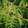 Feuillage et branches du CHAMAECYPARIS obtusa 'Filip's Golden Falls'
