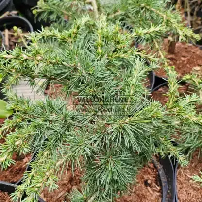Feuillage verdâtre du Cedrus libani 'Green Wave'
