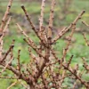 Close-up of the wood and buds of LARIX laricina 'Deborah Waxman'