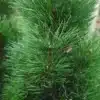 Gros plan sur le feuillage vert intense du PINUS nigra 'Green Tower'