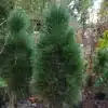 Eine PINUS nigra 'Green Tower' etwa 7 Jahre alt und ca. 90 cm hoch