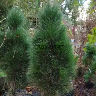 Eine PINUS nigra 'Green Tower' etwa 7 Jahre alt und ca. 90 cm hoch