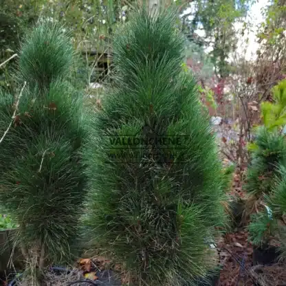 Eine PINUS nigra 'Green Tower' etwa 7 Jahre alt und ca. 90 cm hoch