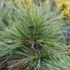 Feuillage du PINUS strobus 'Connecticut Slate' avec un cône en préparation