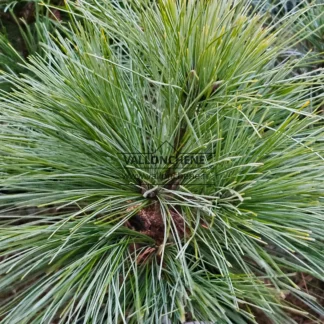 Nahaufnahme des Laubes von PINUS strobus 'Connecticut Slate'