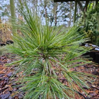 Ein PINUS strobus 'Ground Hugger' etwa 3 Jahre alt