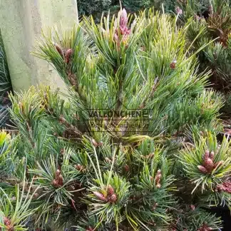 Nadeln und Knospen von Pinus parviflora 'Iona'