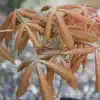 Feuillage de l'AESCULUS neglecta 'Erythroblastos' avec sa couleur cuivre avant de verdir Feuillage de l'AESCULUS neglecta 'Erythroblastos' avec sa couleur cuivre avant de verdir