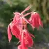Pousses roses au débourrement de l'AESCULUS neglecta 'Erythroblastos' Pousses roses au débourrement de l'AESCULUS neglecta 'Erythroblastos'