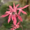 Gros plan sur le feuillage rose et gaufré de l'AESCULUS neglecta 'Erythroblastos' Gros plan sur le feuillage rose et gaufré de l'AESCULUS neglecta 'Erythroblastos'