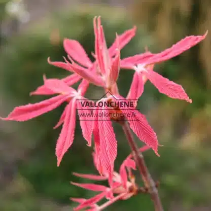 Gros plan sur le feuillage rose et gaufré de l'AESCULUS neglecta 'Erythroblastos' Gros plan sur le feuillage rose et gaufré de l'AESCULUS neglecta 'Erythroblastos'