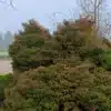CRYPTOMERIA japonica 'Elegans' avec sa couleur rousse typique en hiver CRYPTOMERIA japonica 'Elegans' avec sa couleur rousse typique en hiver