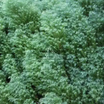 Gros plan sur le feuillage vert du CRYPTOMERIA japonica 'Elegans' Gros plan sur le feuillage vert du CRYPTOMERIA japonica 'Elegans'