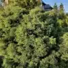 CRYPTOMERIA japonica 'Elegans' bien vert CRYPTOMERIA japonica 'Elegans' bien vert