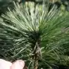 Gros plan sur les grandes aiguilles du PINUS jeffreyi 'Joppi' en comparaison avec un pousse de la main Gros plan sur les grandes aiguilles du PINUS jeffreyi 'Joppi' en comparaison avec un pousse de la main