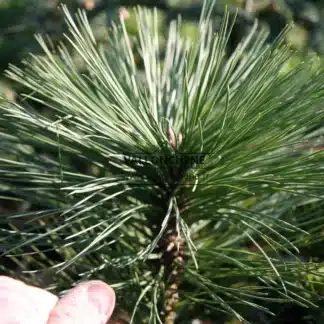 Nahaufnahme der großen Nadeln von PINUS jeffreyi 'Joppi' im Vergleich zu einem Daumen