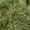 Feuillage très dense du PINUS jeffreyi 'Joppi' avec des pousses en préparation Feuillage très dense du PINUS jeffreyi 'Joppi' avec des pousses en préparation