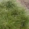 On peut apercevoir ici la forme arrondie du PINUS jeffreyi 'Joppi' On peut apercevoir ici la forme arrondie du PINUS jeffreyi 'Joppi'