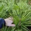 Gros plan des aiguilles du PINUS jeffreyi 'Joppi' en comparaison avec une main Gros plan des aiguilles du PINUS jeffreyi 'Joppi' en comparaison avec une main