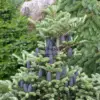 Un ABIES koreana ‘Blue Emperor’ con sus conos azules y su forma típicamente cónica