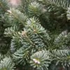 Primer plano del follaje blanquecino de ABIES koreana ‘Blue Emperor’