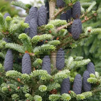 Nahaufnahme der blauen Zapfen von ABIES koreana 'Blue Emperor'