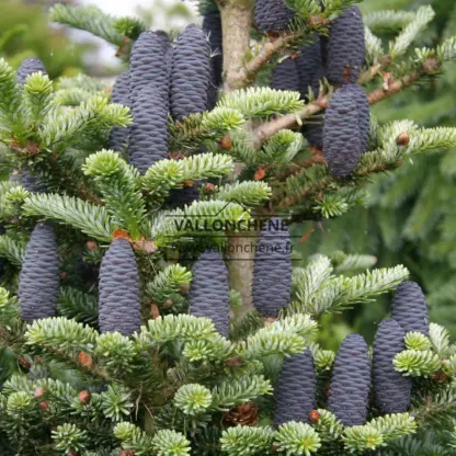 Primer plano de los conos azules de ABIES koreana ‘Blue Emperor’